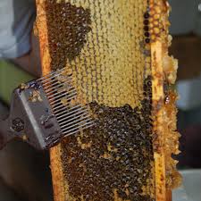 Analysis of Potential Impact of COVID-19 on Bee Venom Extract Market