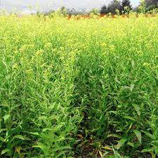 Global Camelina Sativa Market 2020:  Xasinuote, Shunyou, Shxchangyu