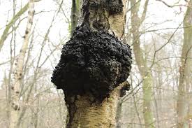 Chaga Mushroom Market – Global Industry Analysis, Size, Share, Growth, Trends and Forecast 2018 – 2028