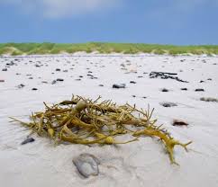 Commercial Seaweed Industry Market