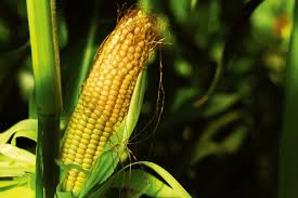 Corn Hybrids Market