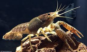Analysis of COVID-19 Crisis-driven Growth Opportunities in Crayfish Market