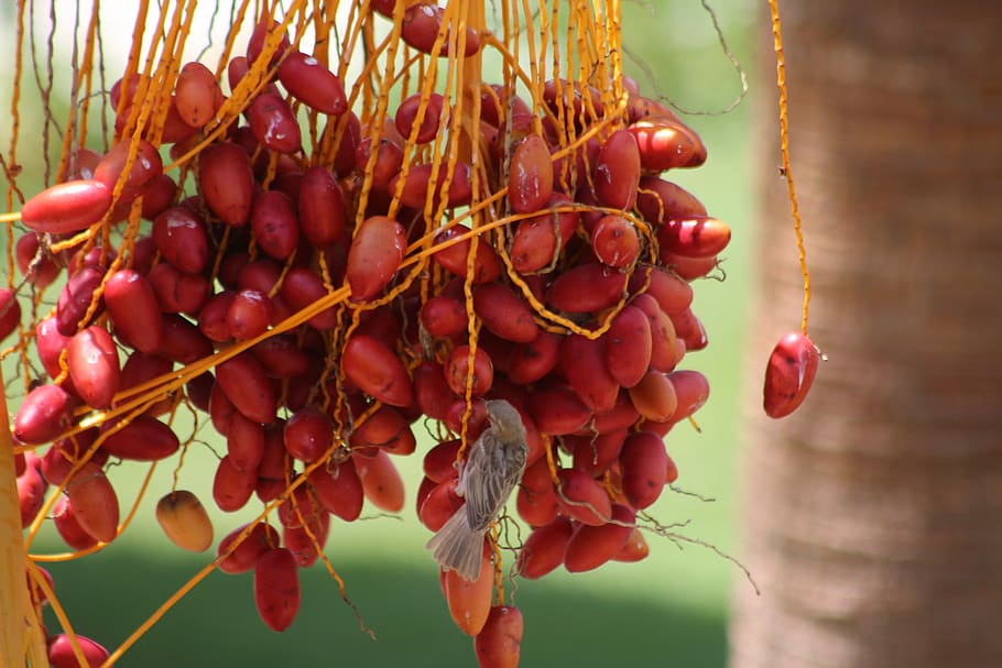 Date Palm Market Industry Insights, Global Share – Covid-19 Impact, Opportunities & Forecast Until 2028