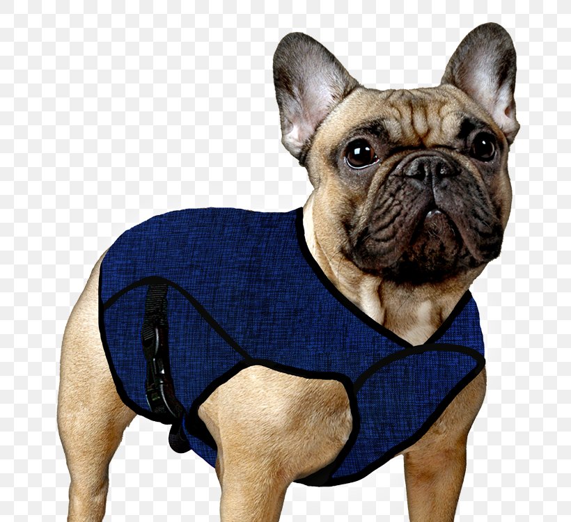 Impact of COVID-19 on Dog Clothing & Accessories Market: Implications on Business