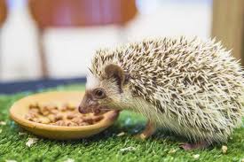 Hedgehog Feed Market