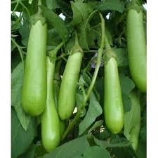 Global Hybrid Vegetable Seeds Market 2020:  Monsanto, Syngenta, Limagrain, Bayer Crop Science