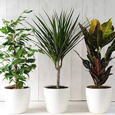 Global Indoor plants Market 2020: Ambius, Totally Plants, Floricoltura Zardi, Marconi Antonio & Figlio, Valley Interior Planting