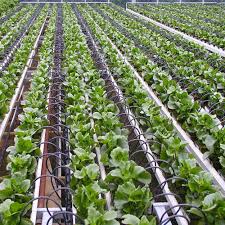 Global Micro Irrigation Systems Market 2020: EPC Industries, Jain Irrigation Systems, Lindsay Corporation, The Toro Company, Valmont Industries