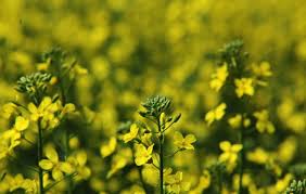 Oil Seed Crop Protection Market