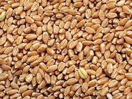 Global Spring Wheat Seed Market 2020: Limagrain, Dupont Pioneer ...