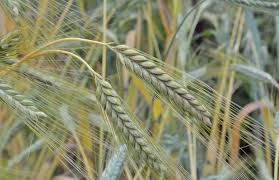 Global Triticum Dicoccum Market 2020:  Archer Daniels Midlcompany, Cargill, Hain Celestial, Doves Farm Foods