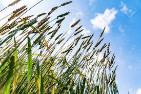 Global Triticum Spelta Market 2020:  Archer Daniels Midlcompany, Cargill, Hain Celestial, Doves Farm Foods