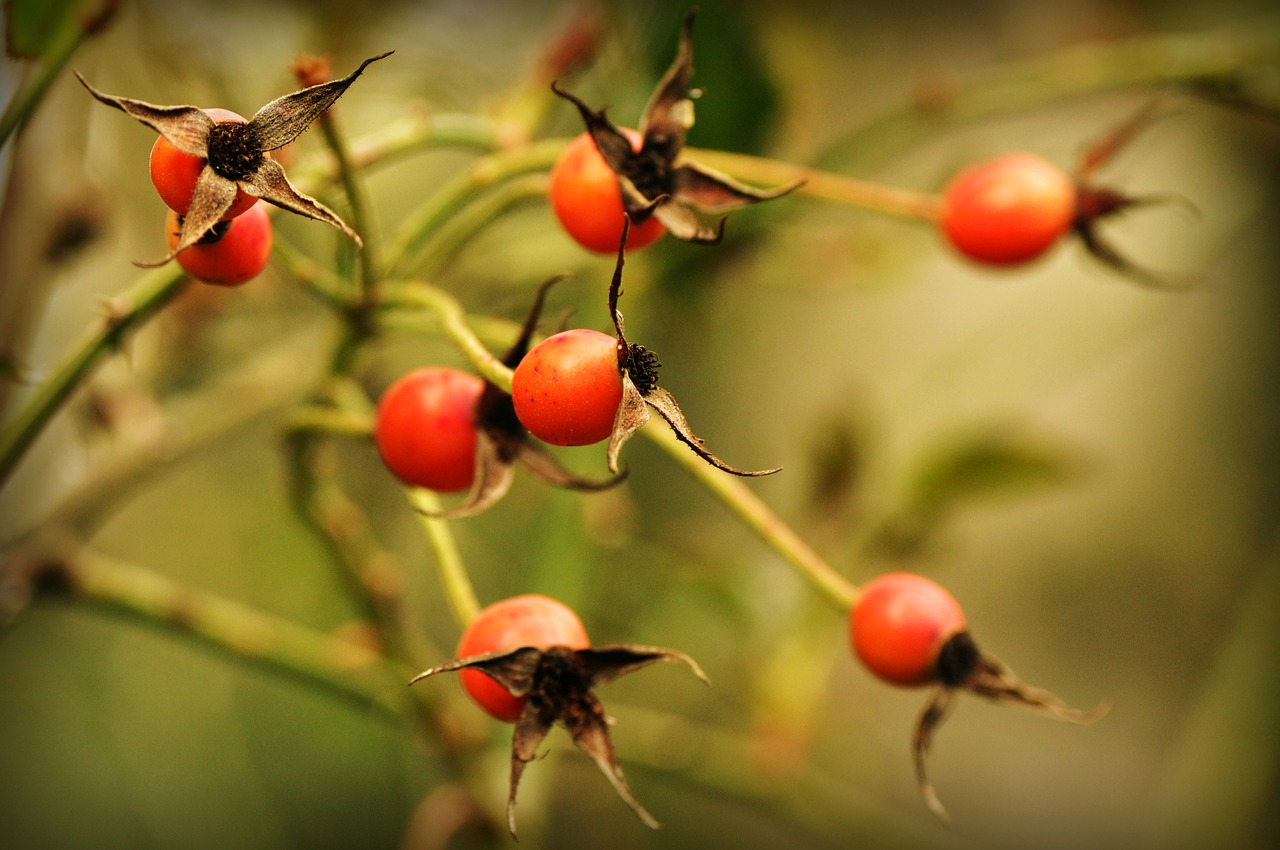 Covid-19 Impact on Rosehip Market – Global Industry Analysis Forecast 2027