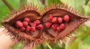 Annatto oil Market Trends and Segments 2015-2025