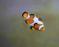 Global Clown Fish Market 2020- ORA Clownfish, Fisheries Research Institute, Council of Agriculture, Sustainable Aquatics