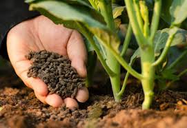Impact of COVID-19 on Organic Fertilizers Market : Implications on Business