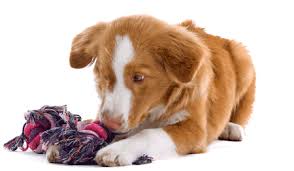 Global Pet Toys Market 2020:  All-Star, Bradley Caldwell, Canine Hardware, Company Of Animals