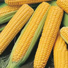 Global Sweet Corn Seed Market 2020- Monsanto, DuPont Pioneer, Syngenta, KWS