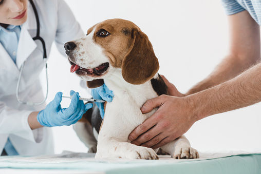 Veterinary Drugs Market Projected to Witness Vigorous Expansion by 2024