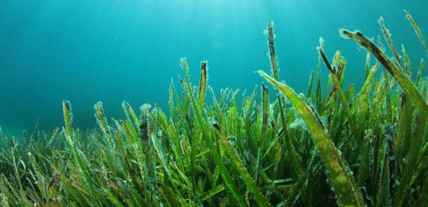 Commercial Seaweeds Market to Observe Strong Development by 2019-2026