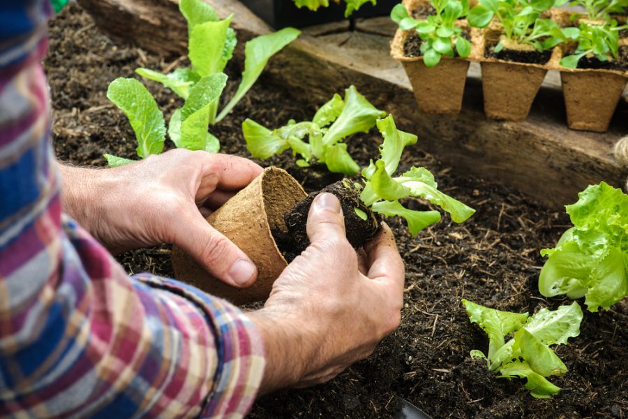The Benefits of Gardening for Emotional Health
