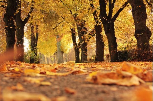 6 Must-See Spots During Autumn in London