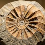 What Is a Fossil, and How Does One Form?