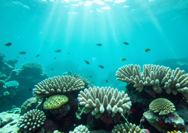 What Is Ocean Acidification, and Why It Matters