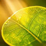 A bright green leaf backlit by golden sunlight with glowing veins, representing photosynthesis