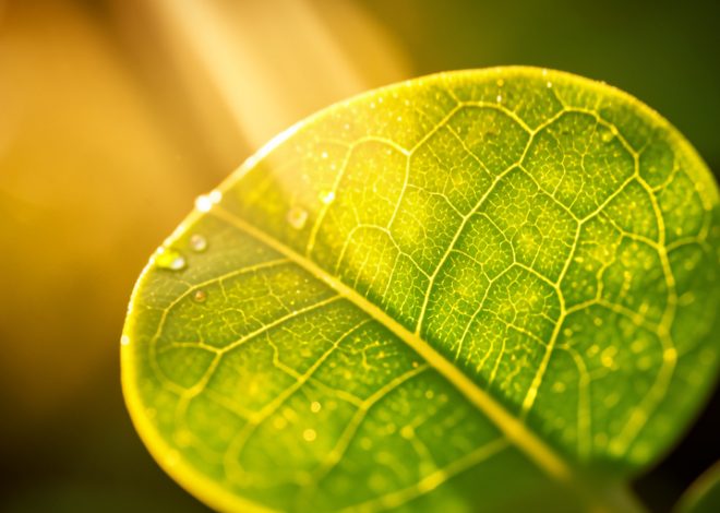 What Is Photosynthesis, and How Does It Work?