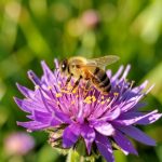 Why Do Bees Matter So Much to Our Food?