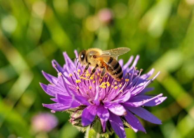 Why Do Bees Matter So Much to Our Food?